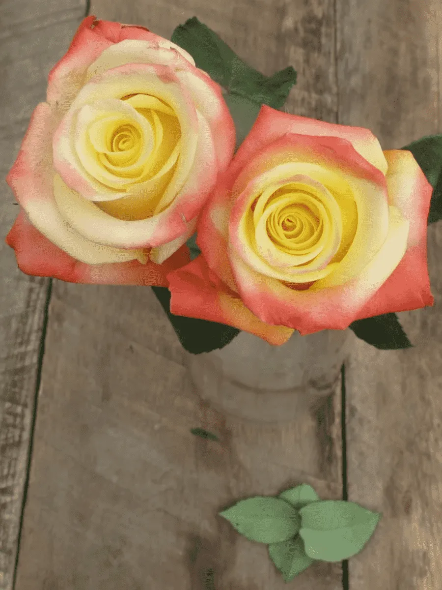 Роза чайно-гибридная Florida