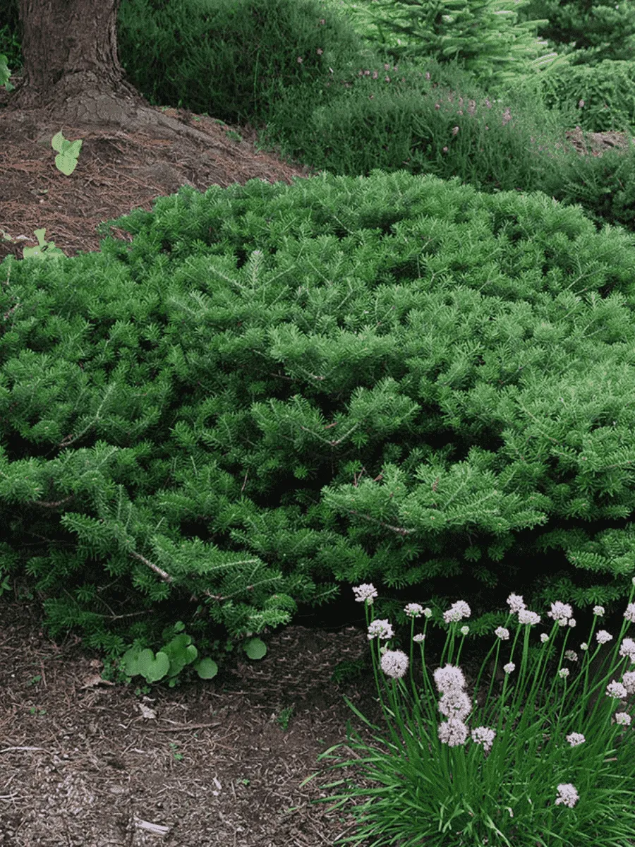 Пихта корейская Green Carpet Пихта корейская Green Carpet