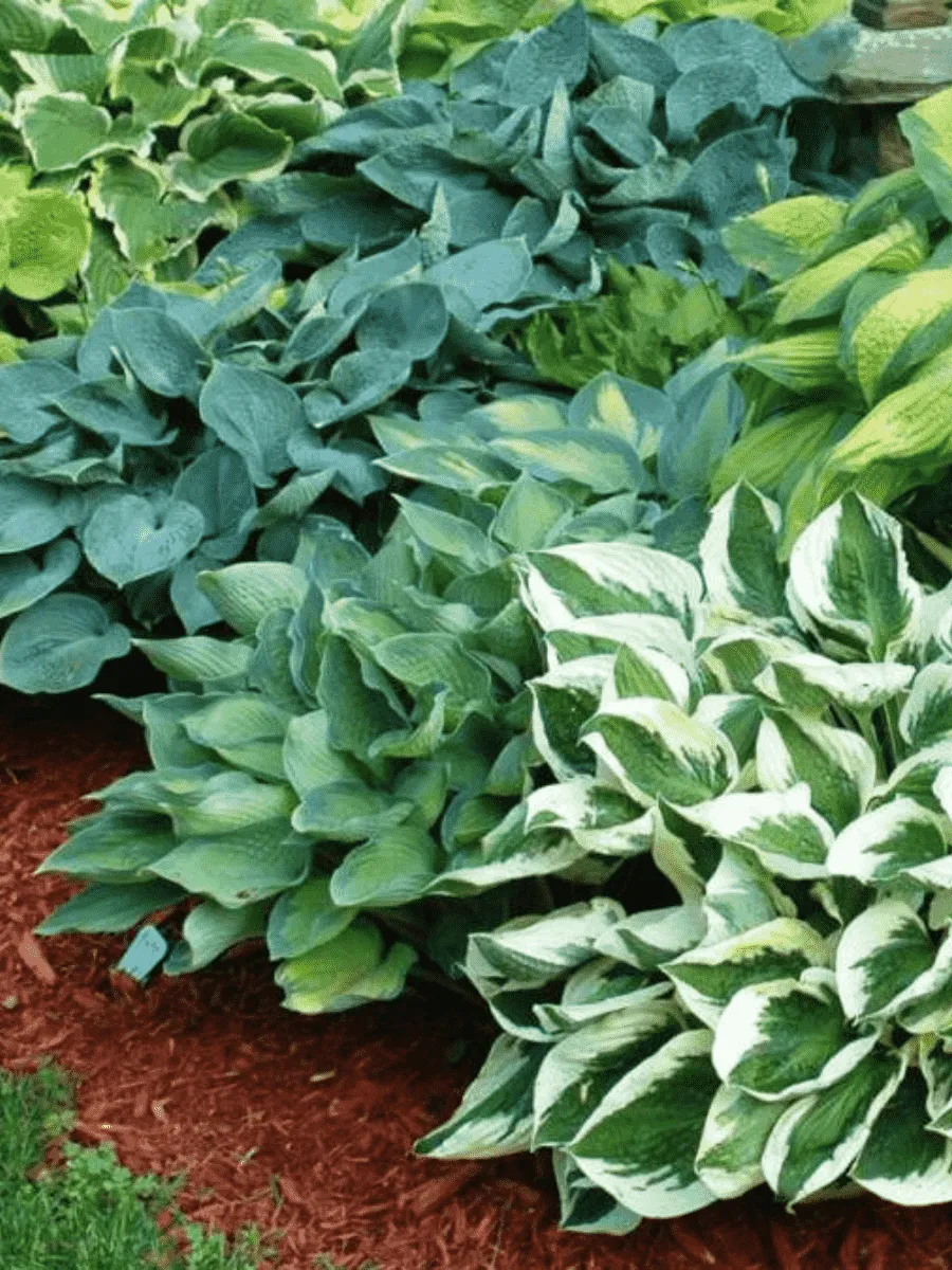 Хоста Хоста