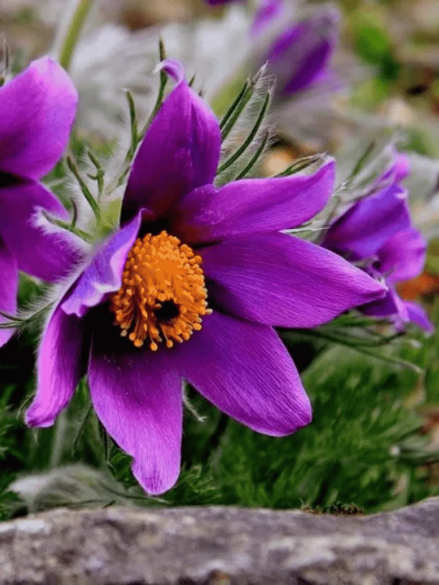 Прострел обыкновенный Violet Прострел обыкновенный Violet