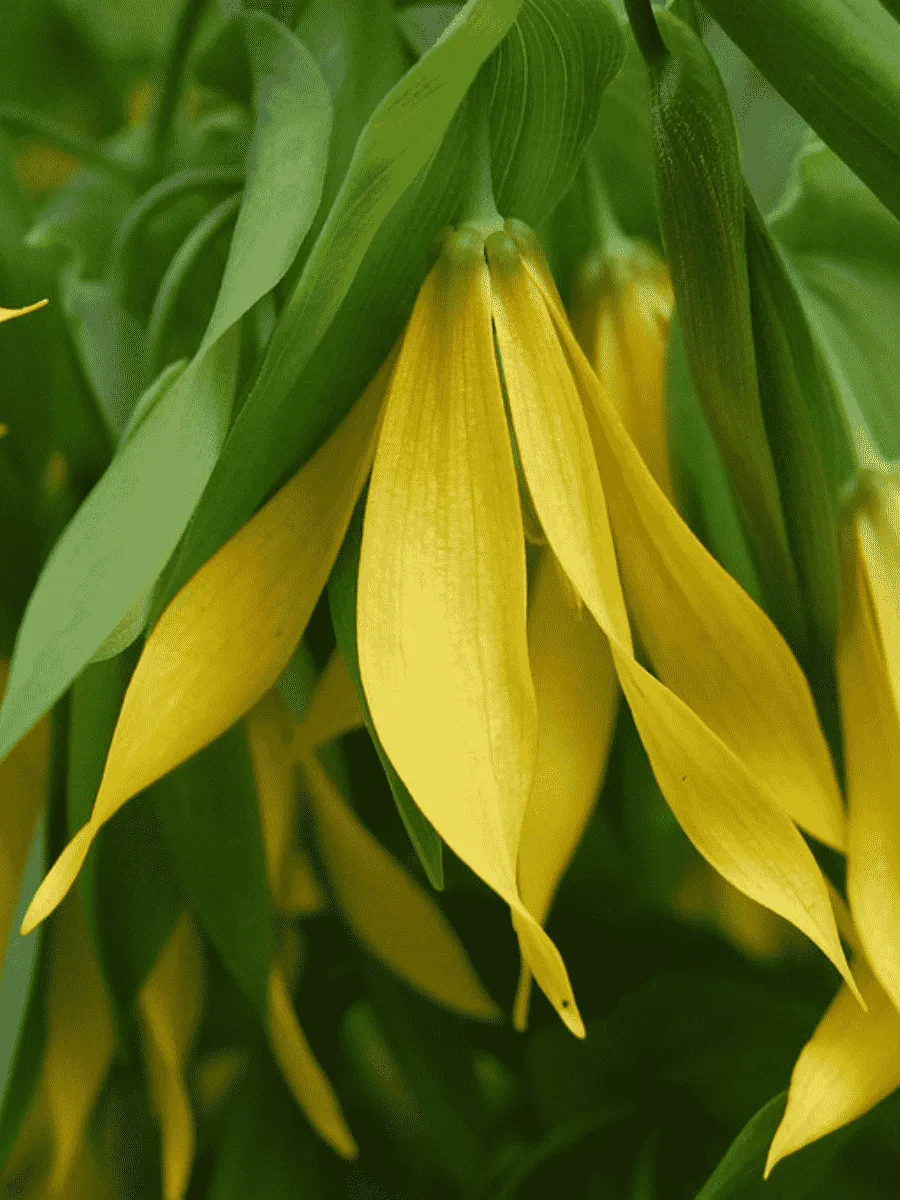 Увулярия Увулярия