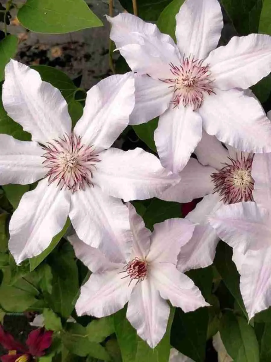 Клематис Snow Queen Клематис Snow Queen