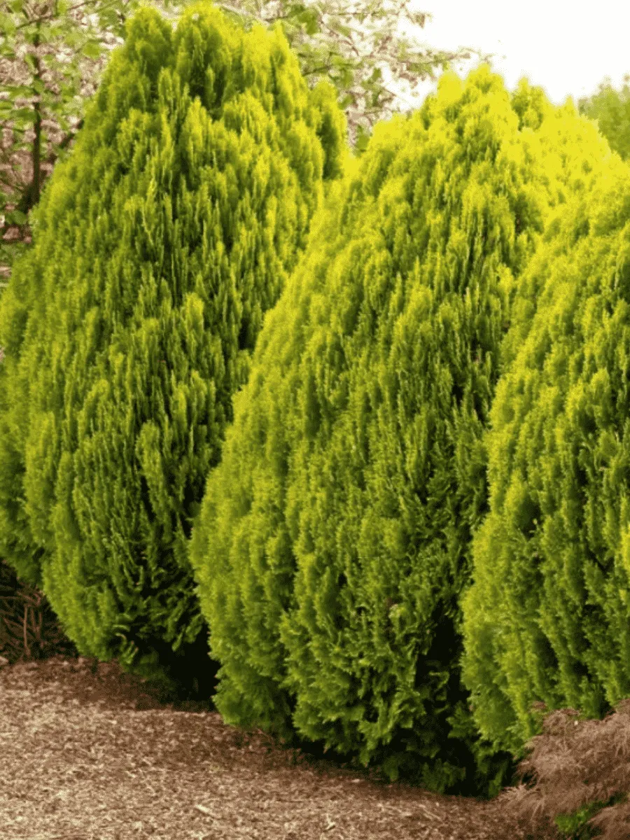 Туя восточная Aurea Nana Туя восточная Aurea Nana