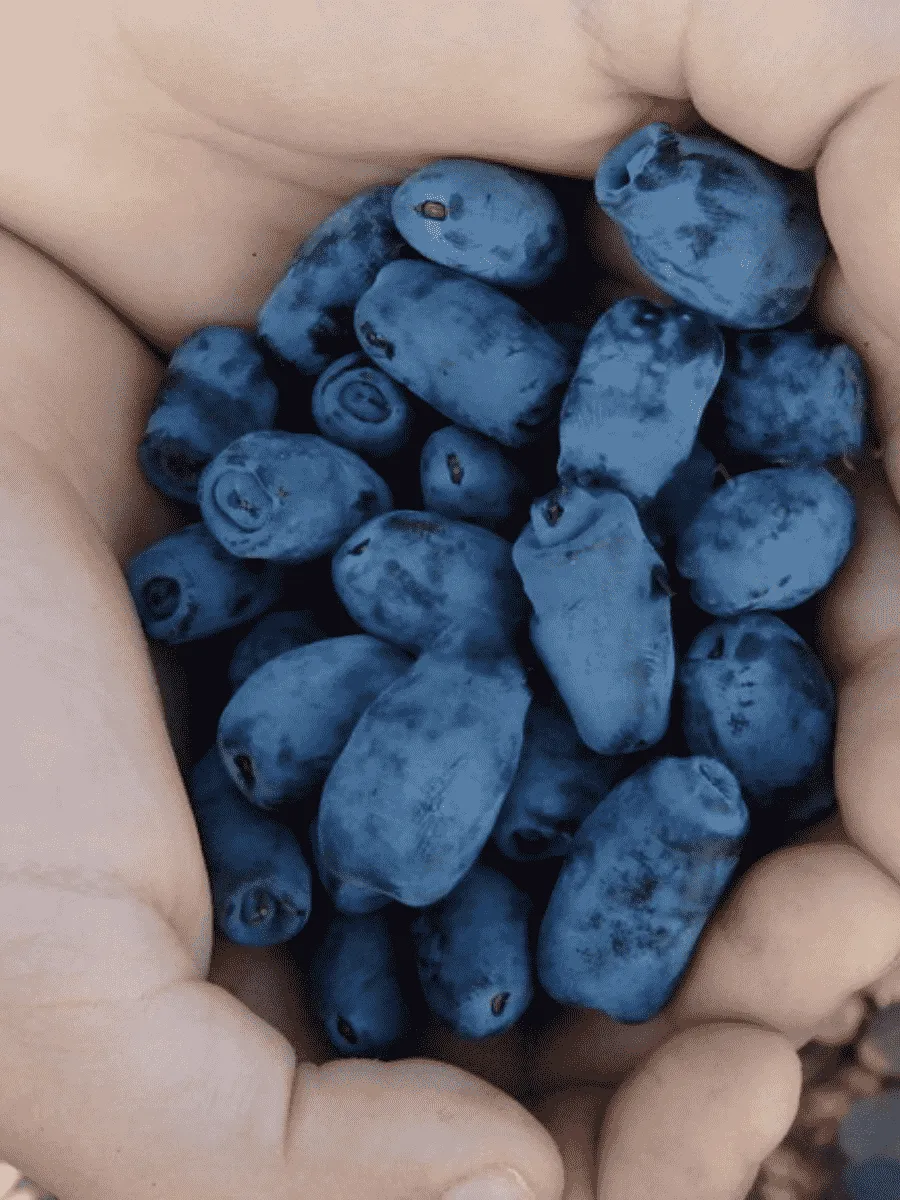 Жимолость плодовая Золушка Жимолость плодовая Золушка