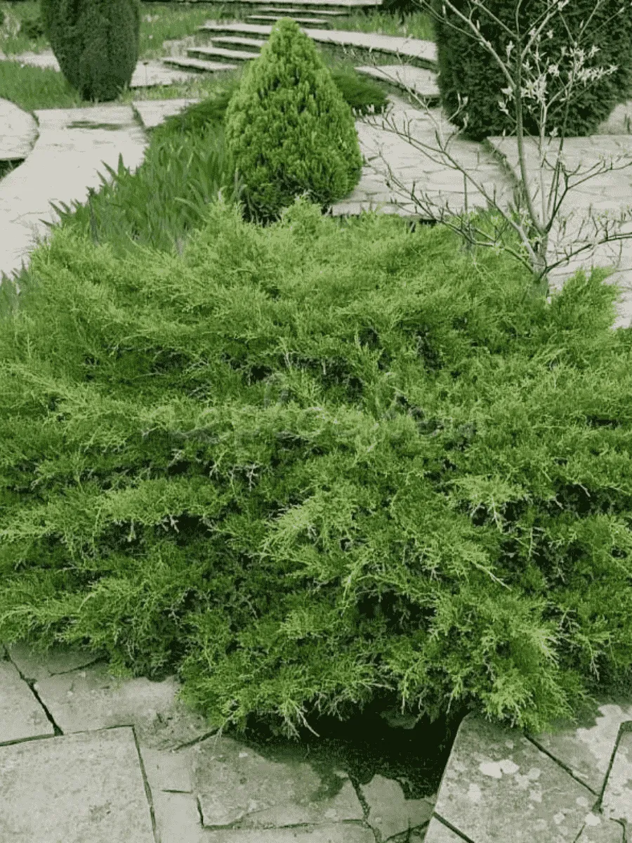 Можжевельник средний Pfitzeriana Compacta