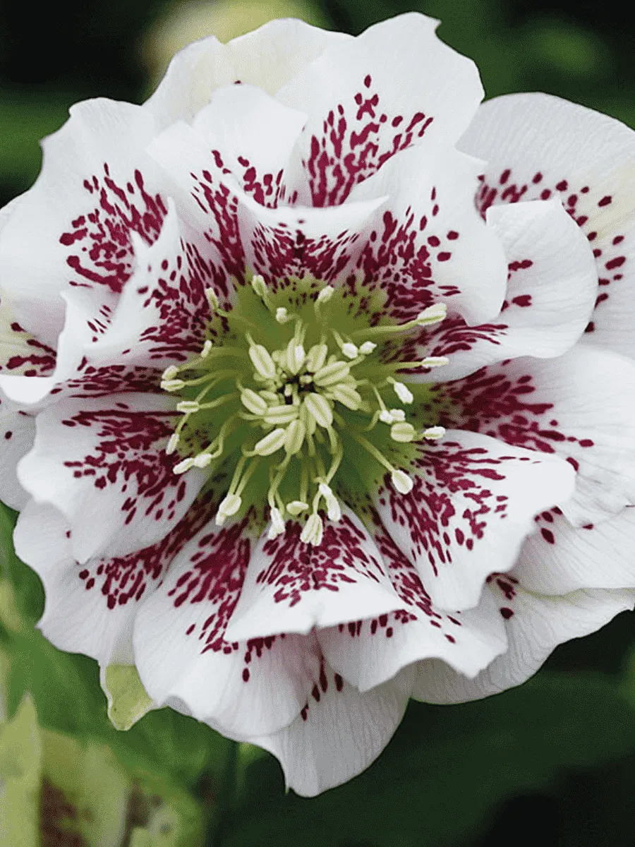 Морозник восточный White Spotted Double