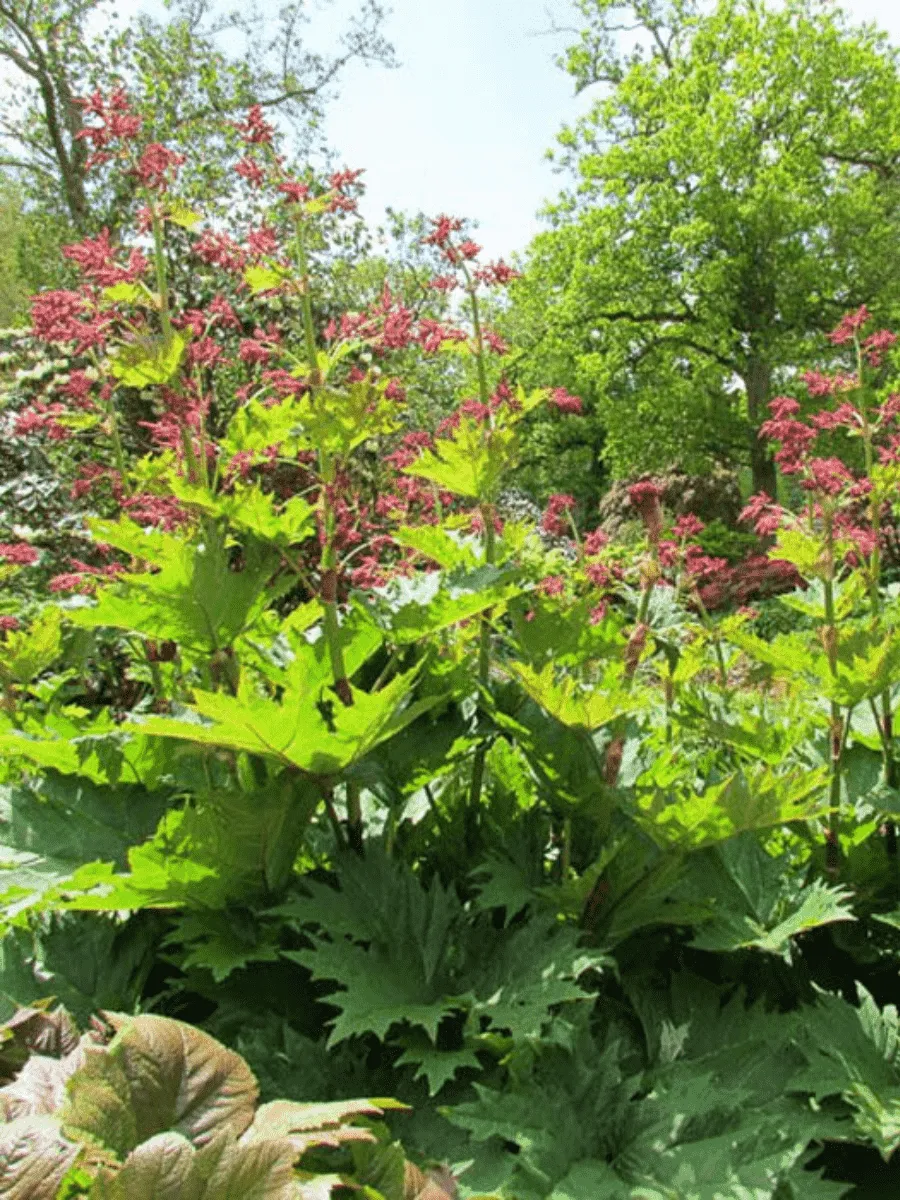 Ревень пальчатый Ревень пальчатый