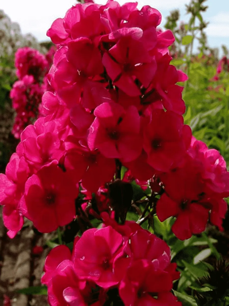 Флокс метельчатый Younique Red