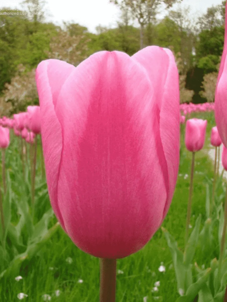 Тюльпан триумф Mistress