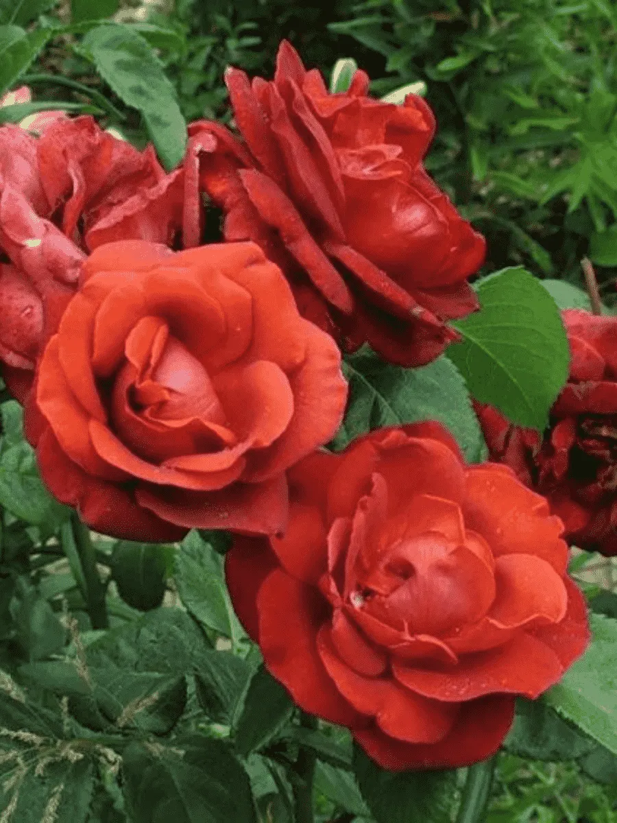 Роза чайно-гибридная Terracotta