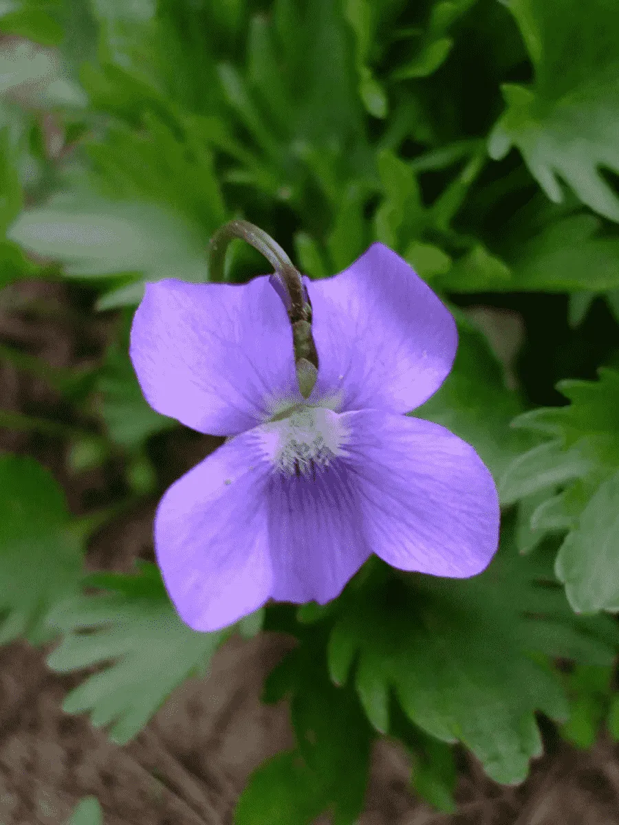 Виола пальчатая