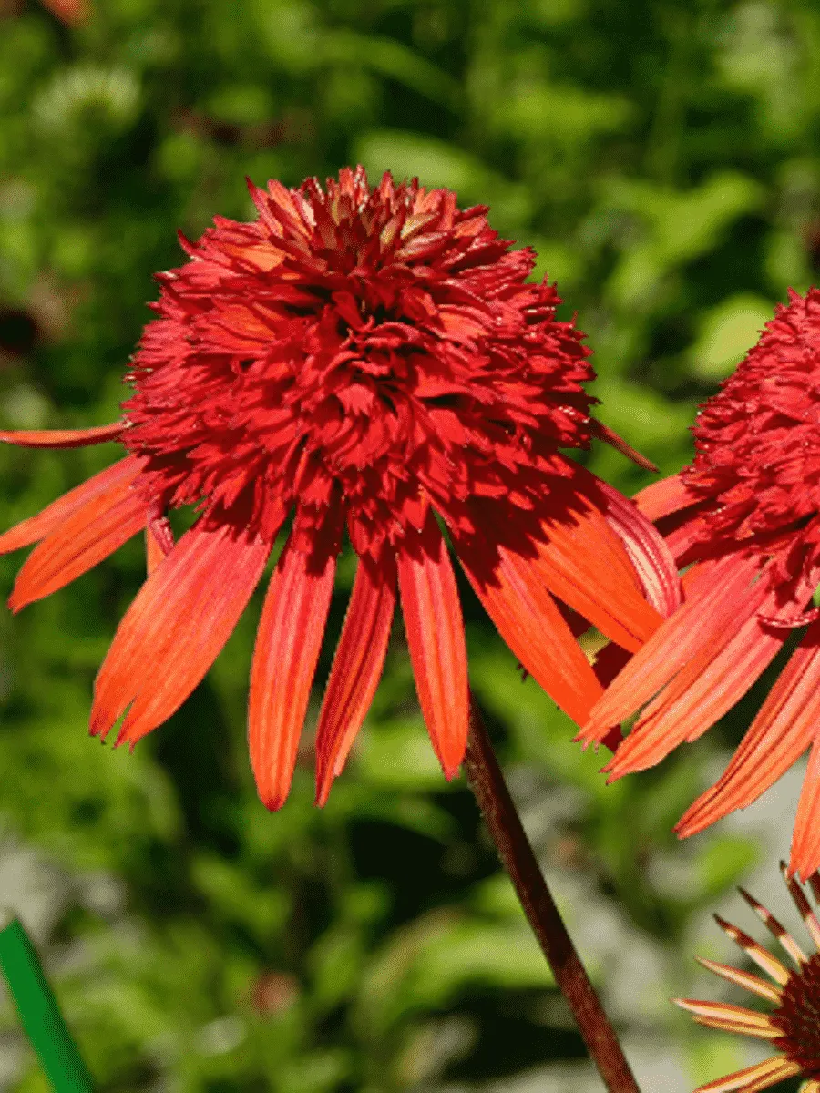 Эхинацея пурпурная Irresistible