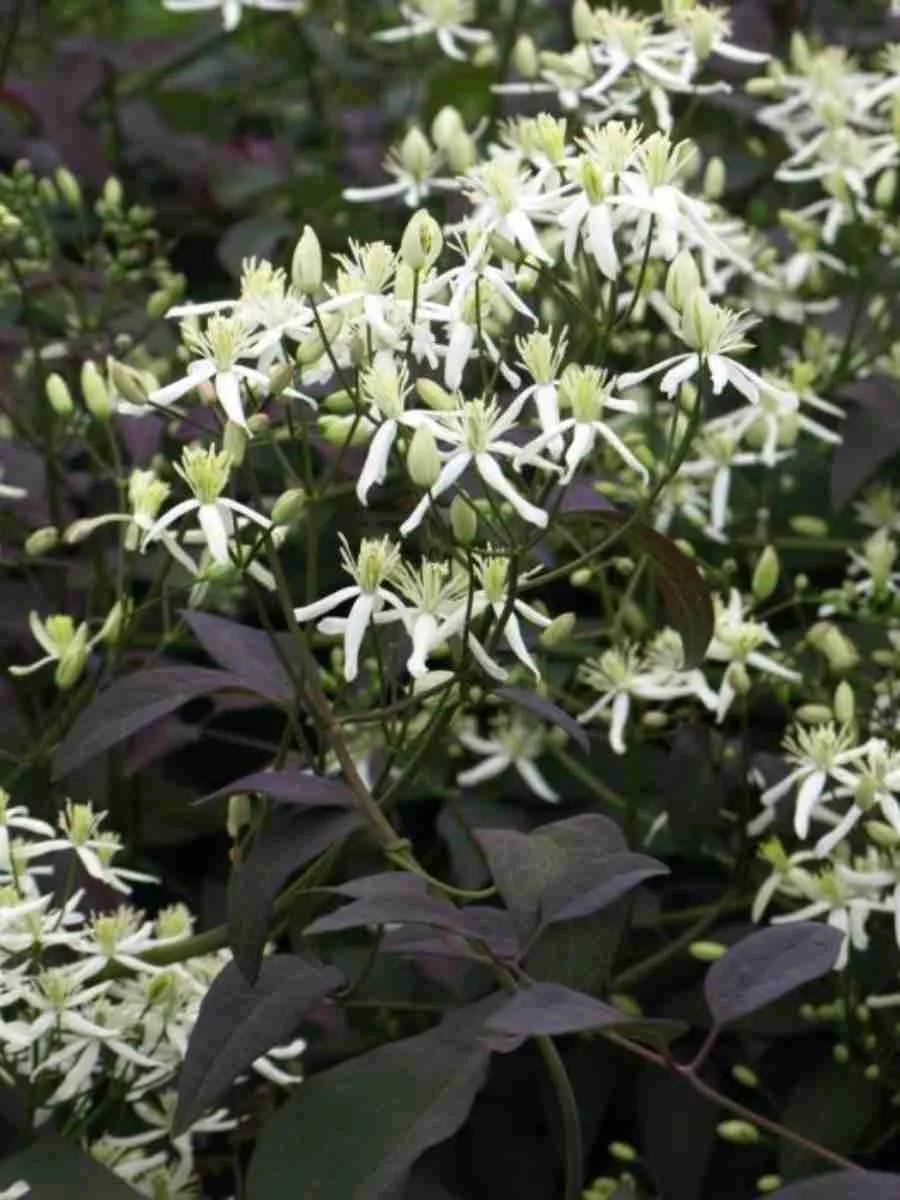 Клематис прямой Purpurea Клематис прямой Purpurea