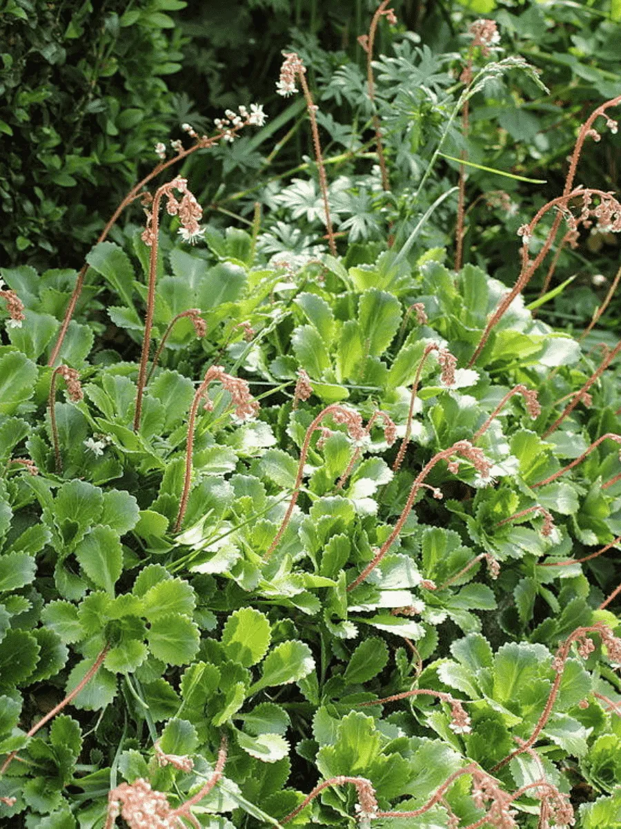 Камнеломка тенистая