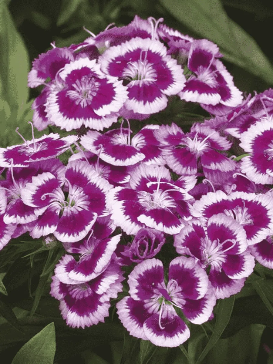 Гвоздика турецкая Barbarini Purple Picotee Гвоздика турецкая Barbarini Purple Picotee