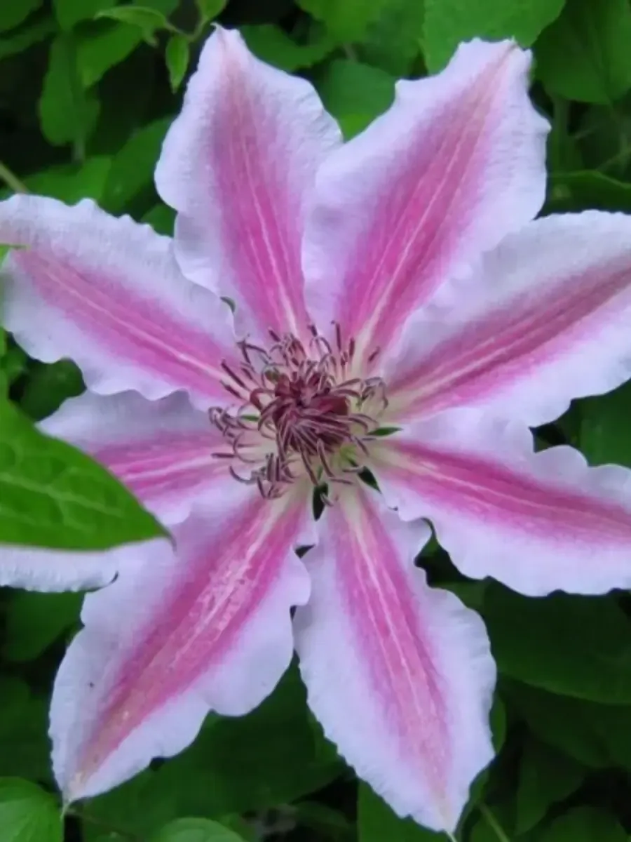 Клематис гибридный Nelly Moser