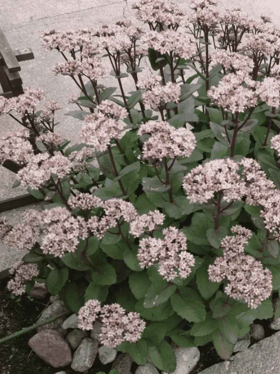 Очиток видный Matrona