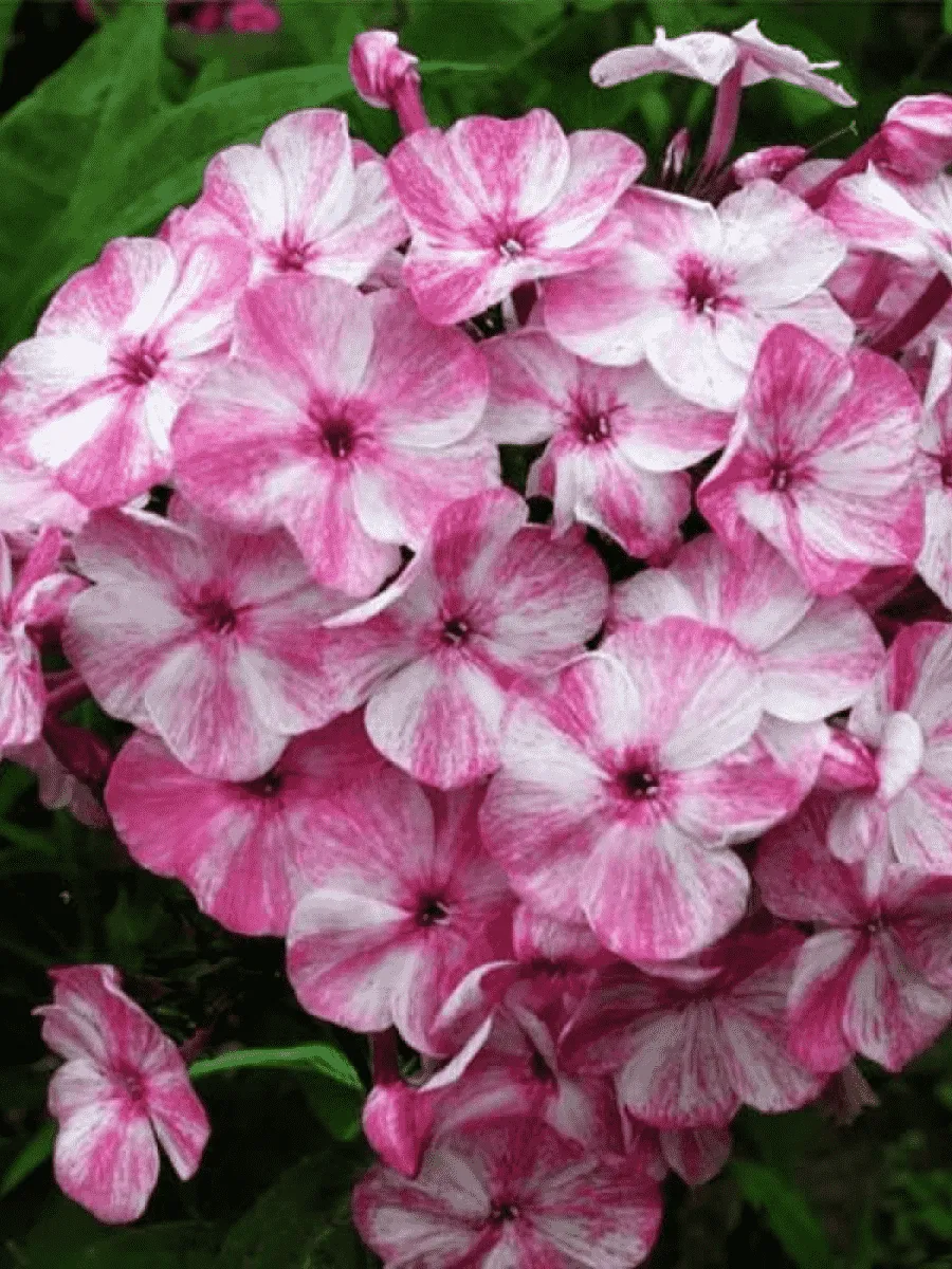 Флокс Интрига