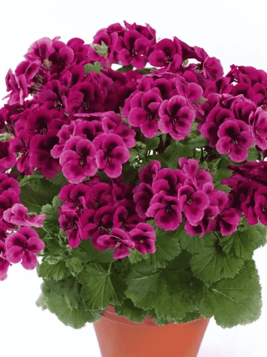 Пеларгония королевская Clarion Violet Пеларгония королевская Clarion Violet