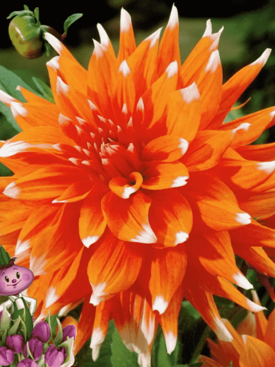 Георгина Color Spectacle