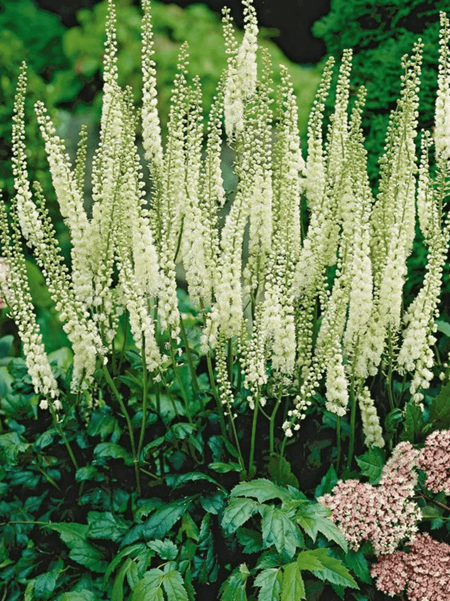 Клопогон сердцелистный