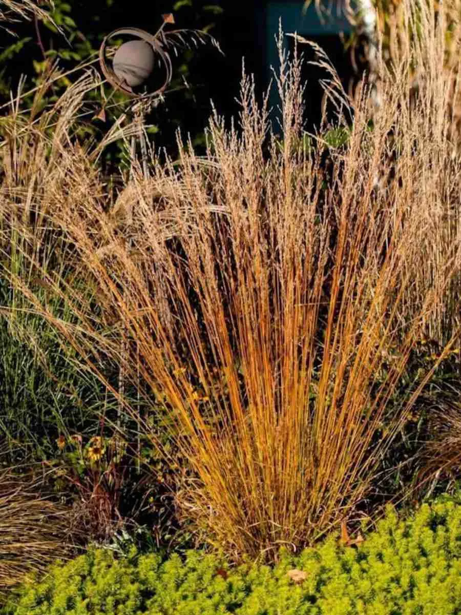 Молиния голубая Strahlenquelle