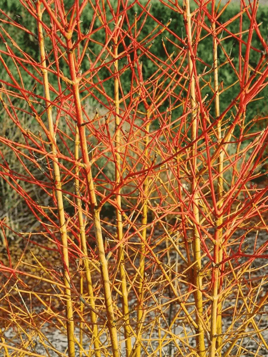 Дерен кроваво-красный Magic Flame Дерен кроваво-красный Magic Flame