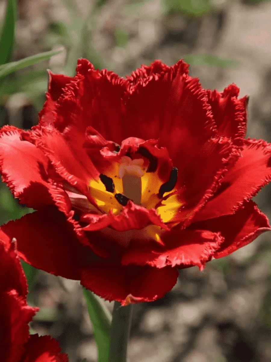 Тюльпан Crispion Dark