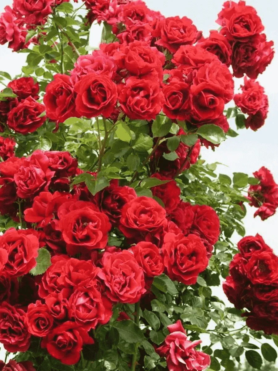 Роза Плетистая  Sympathie