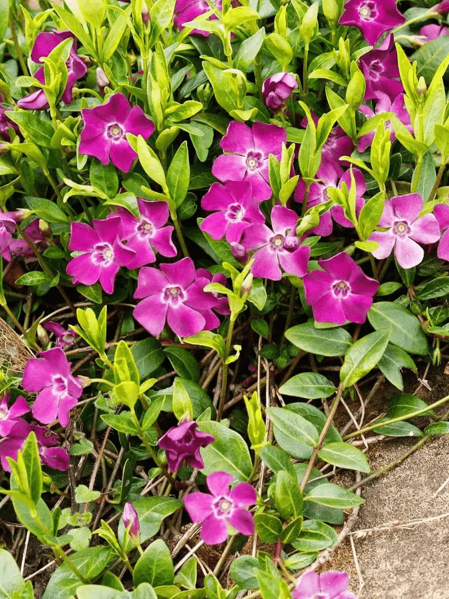 Барвинок малый Atropurpurea Барвинок малый Atropurpurea