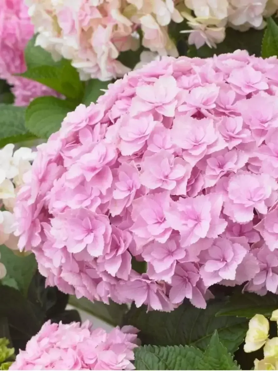 Гортензия крупнолистная Doppio Nuvola