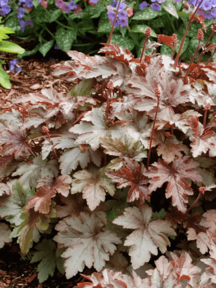 Гейхерелла Burnished Bronze