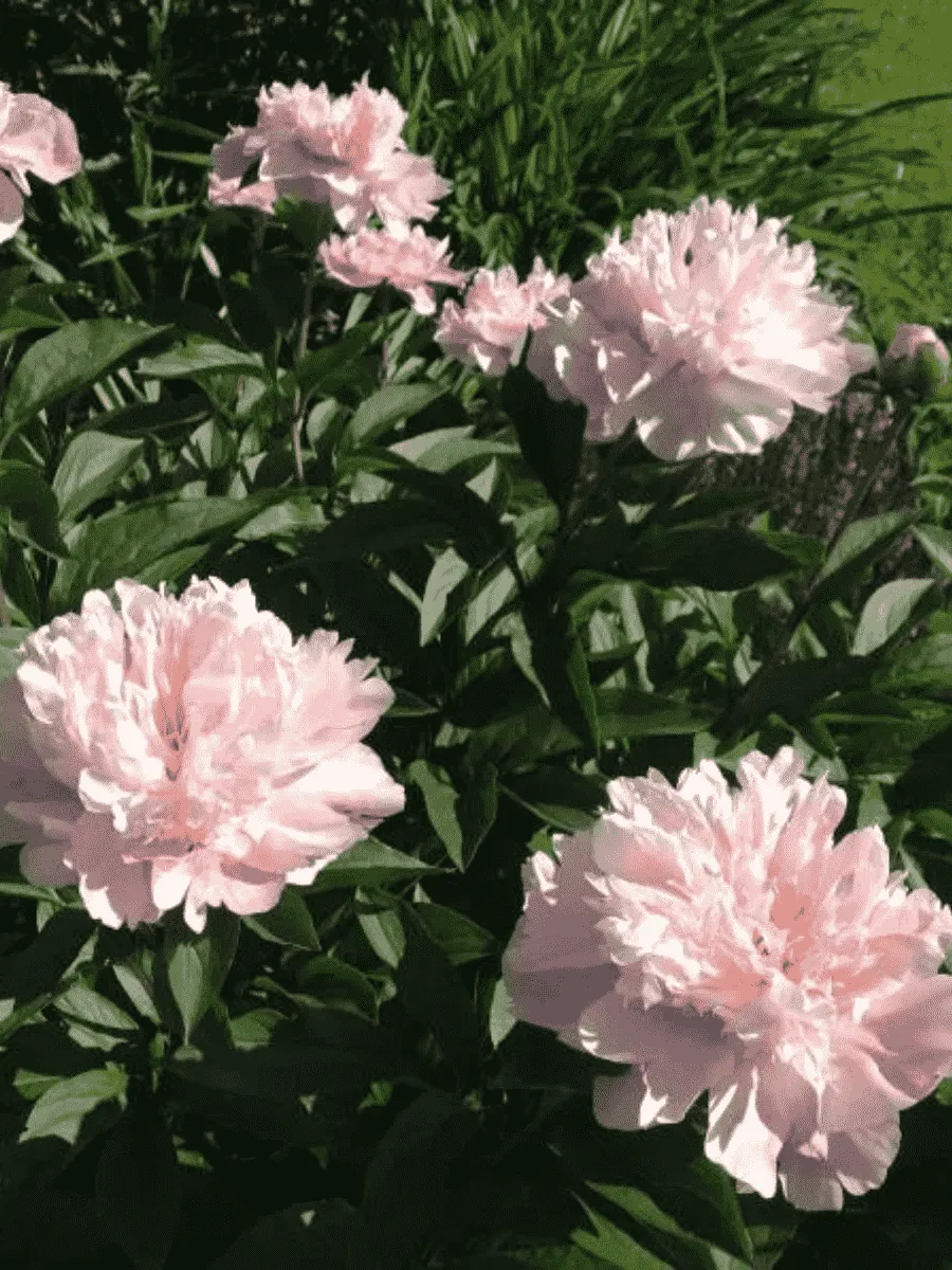 Пион Молочноцветковый Nancy Nora