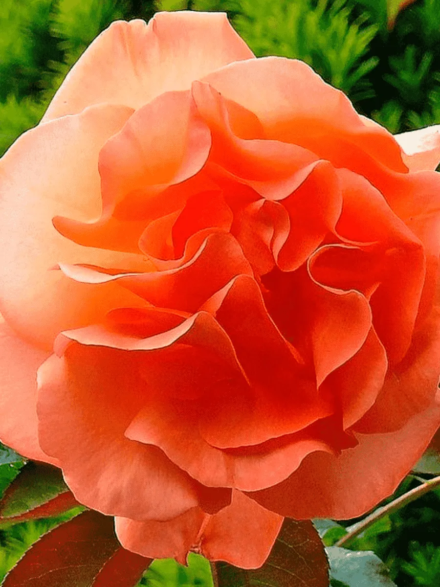 Роза Плетистая Metanoia