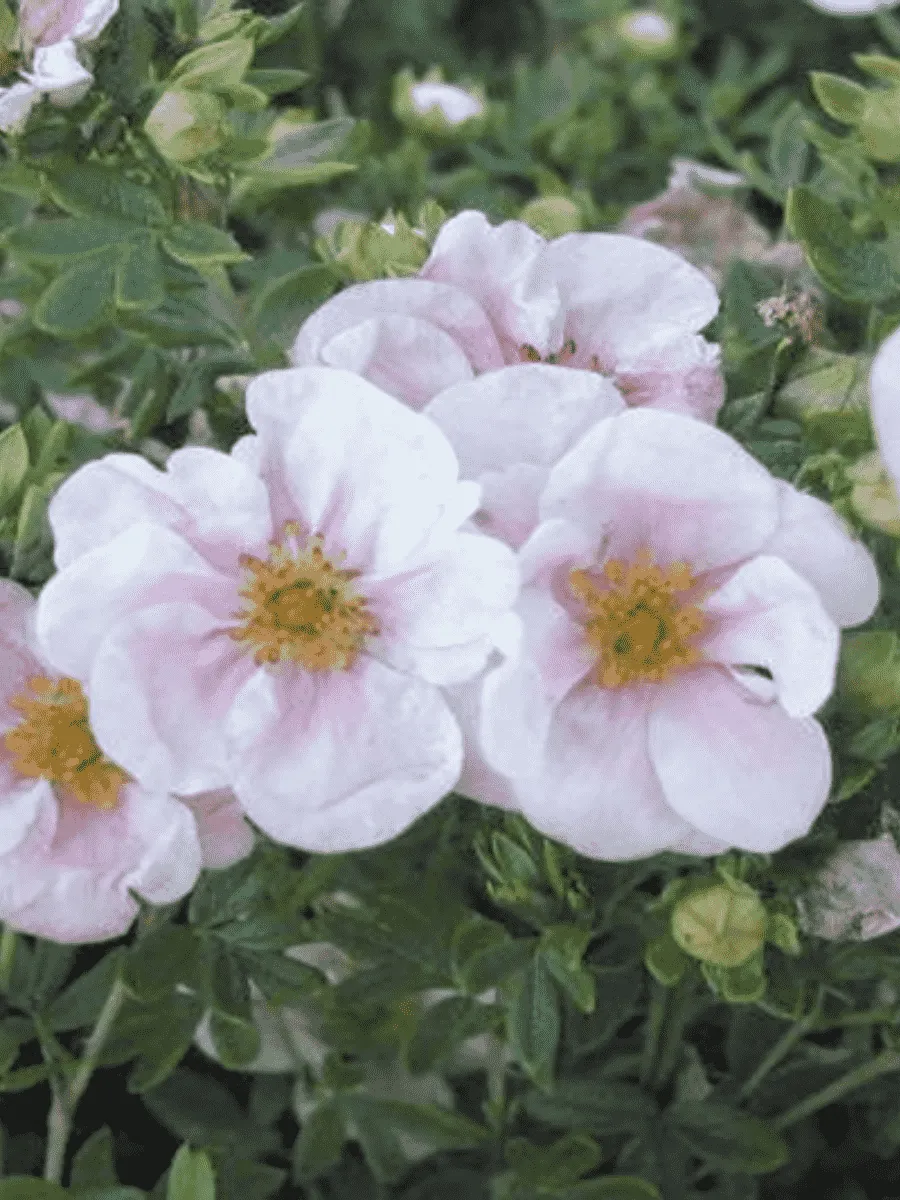 Лапчатка кустарниковая  Притти Полли