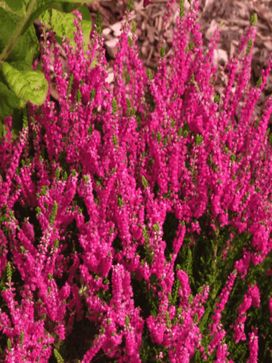 Вереск обыкновенный Disco Queen