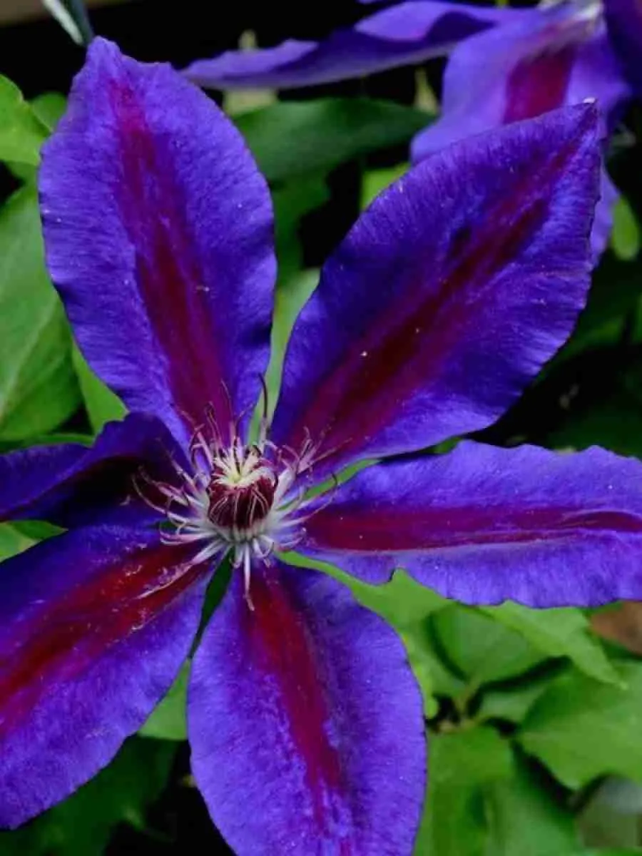 Клематис Wildfire Клематис Wildfire