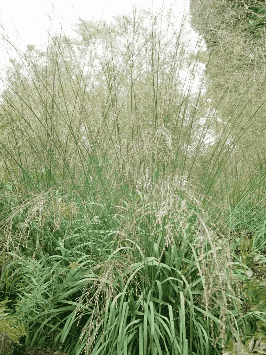 Молиния тростниковая Transparent