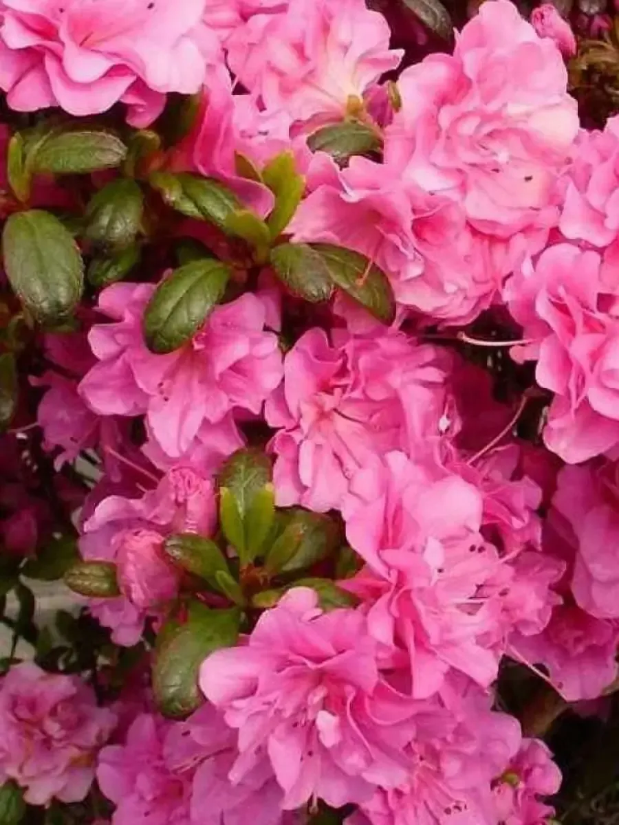 Азалия японская Rosinetta Азалия японская Rosinetta