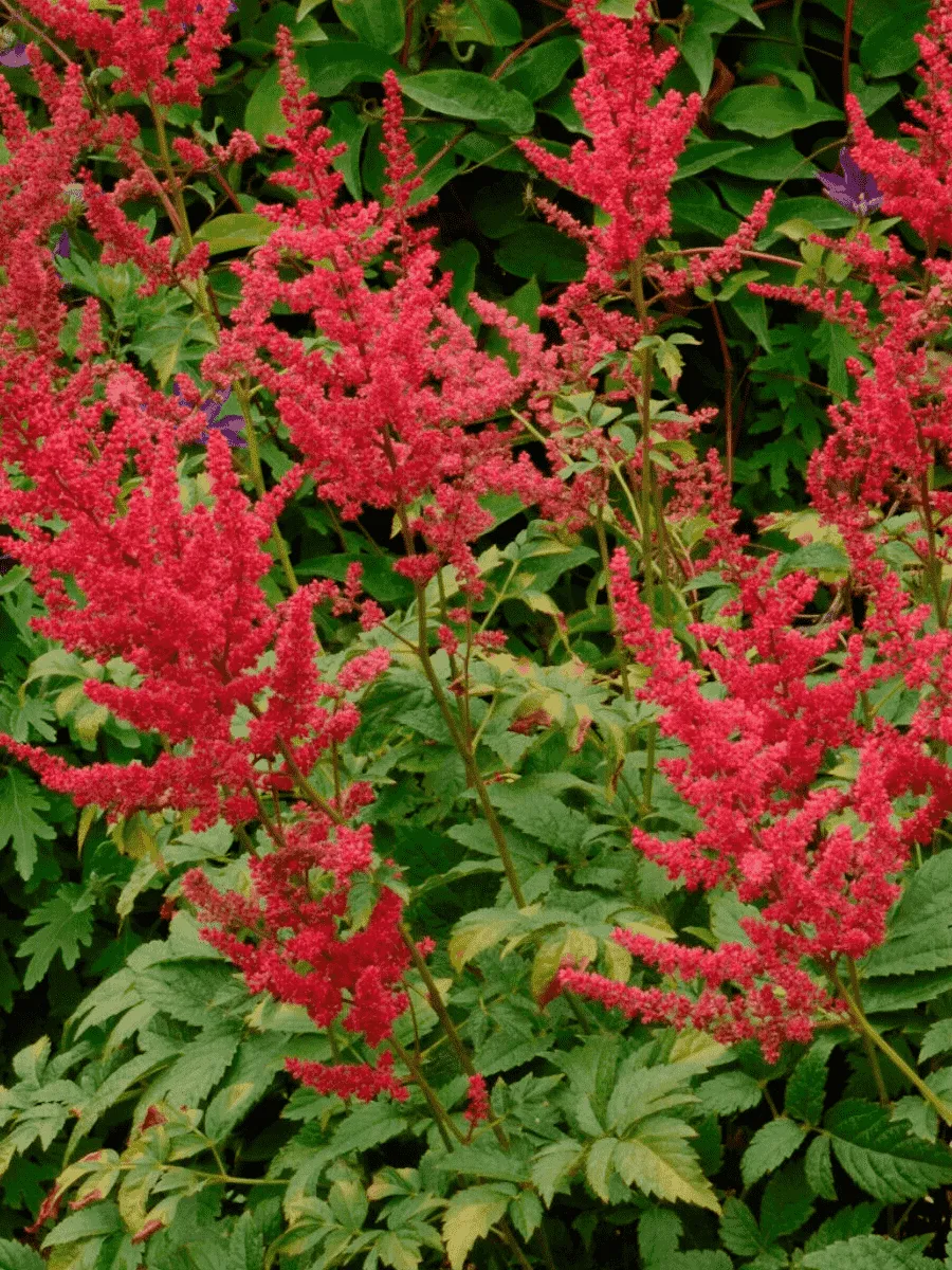 Астильба Арендса Radius