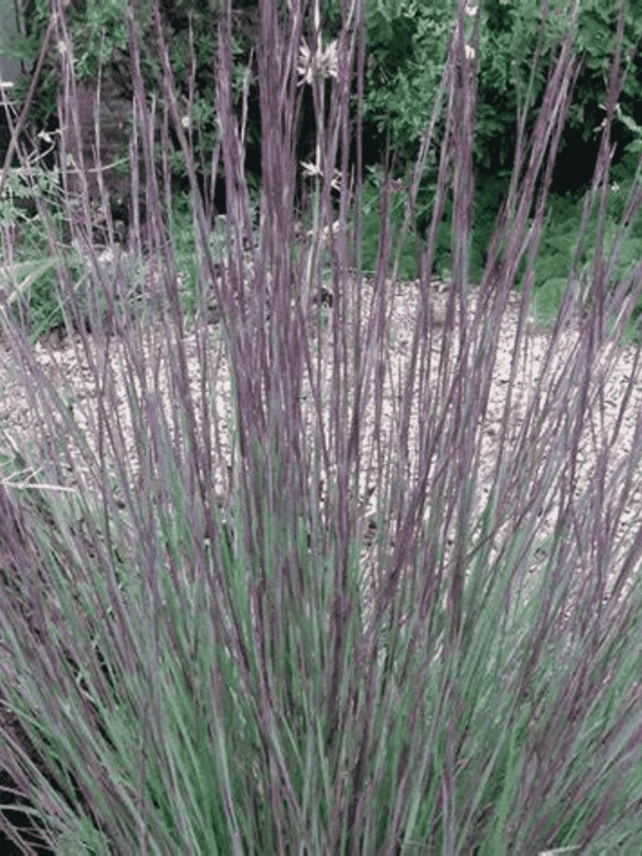 Схизахириум метельчатый Prairie Blues