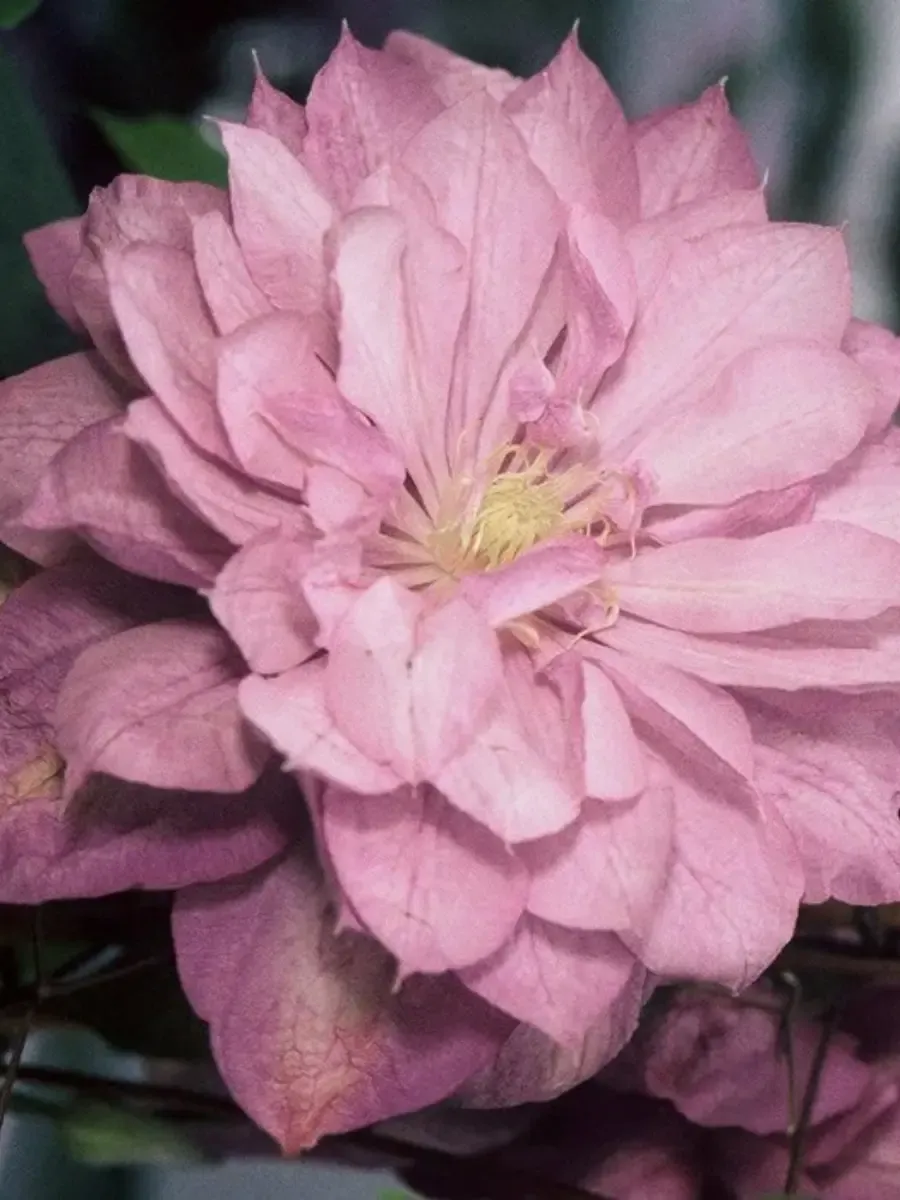 Клематис гибридный Proteus Клематис гибридный Proteus