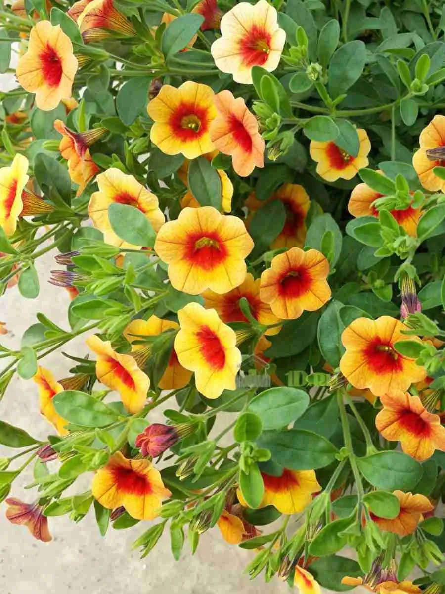 Калибрахоа Калибрахоа