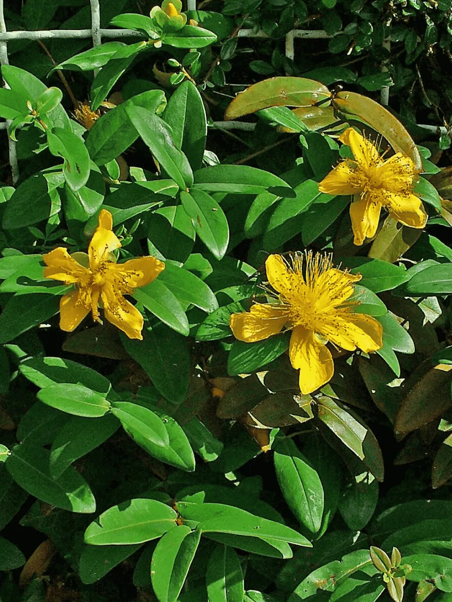 Зверобой чашечковидный