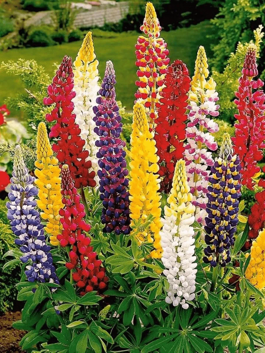 Люпин многолистный смесь (Mix)