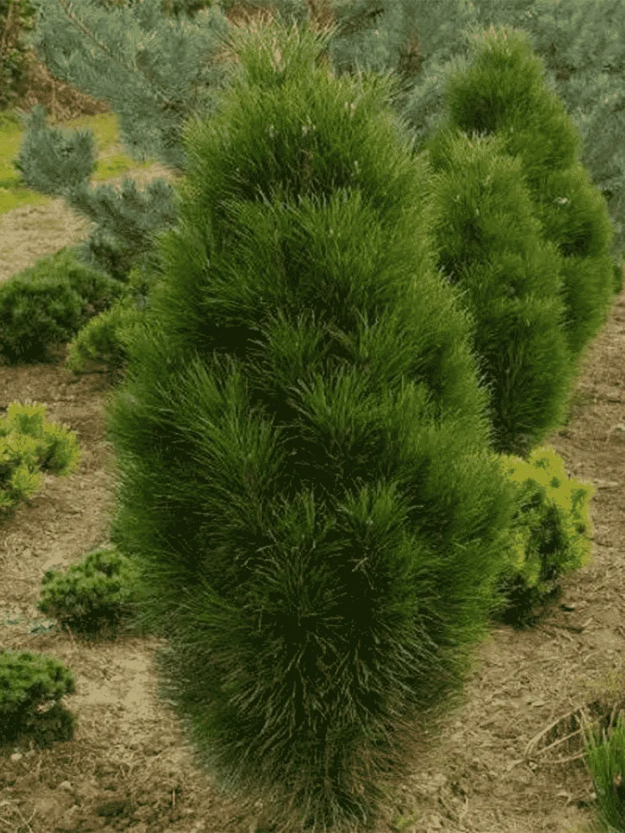 Сосна чёрная Pyramidalis