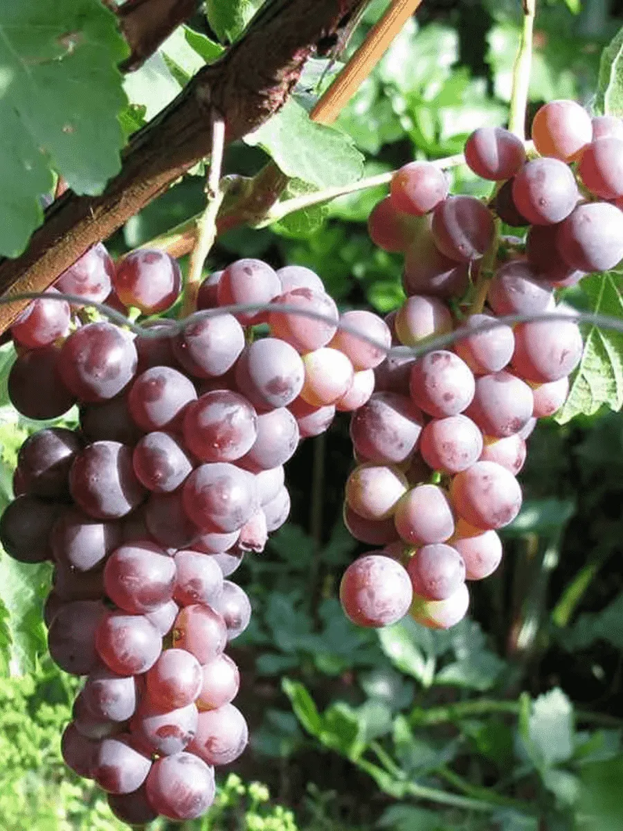 Виноград культурный Русский ранний