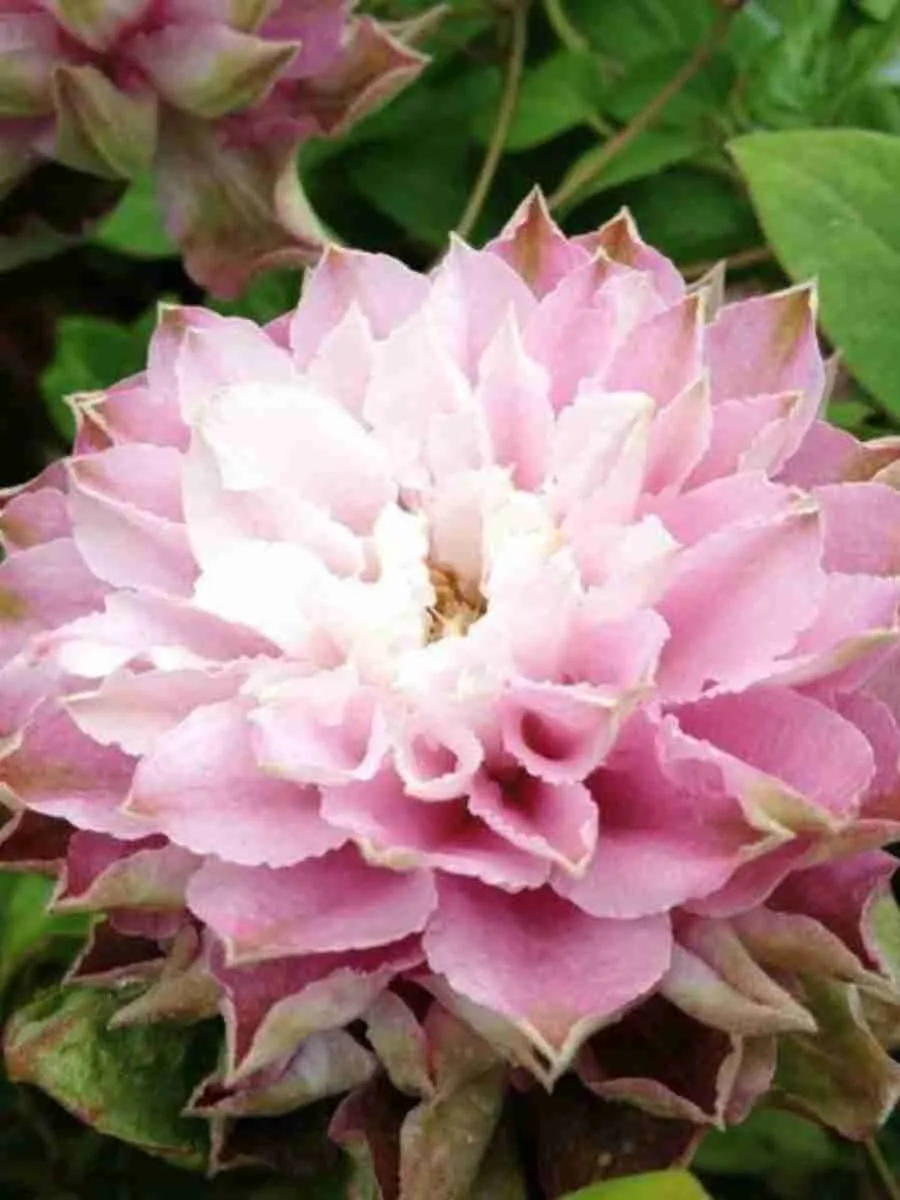 Клематис Dancing Smile Клематис Dancing Smile