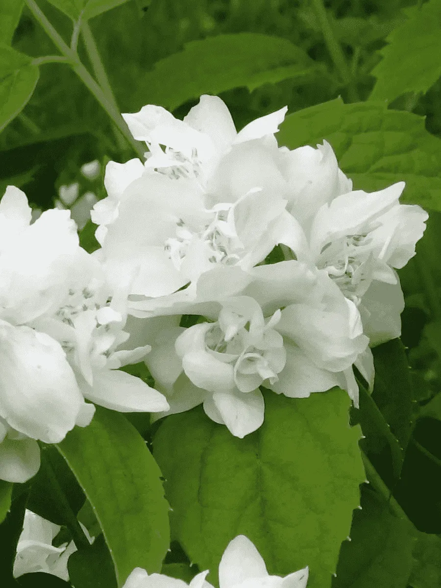 Чубушник Снежная буря Чубушник Снежная буря