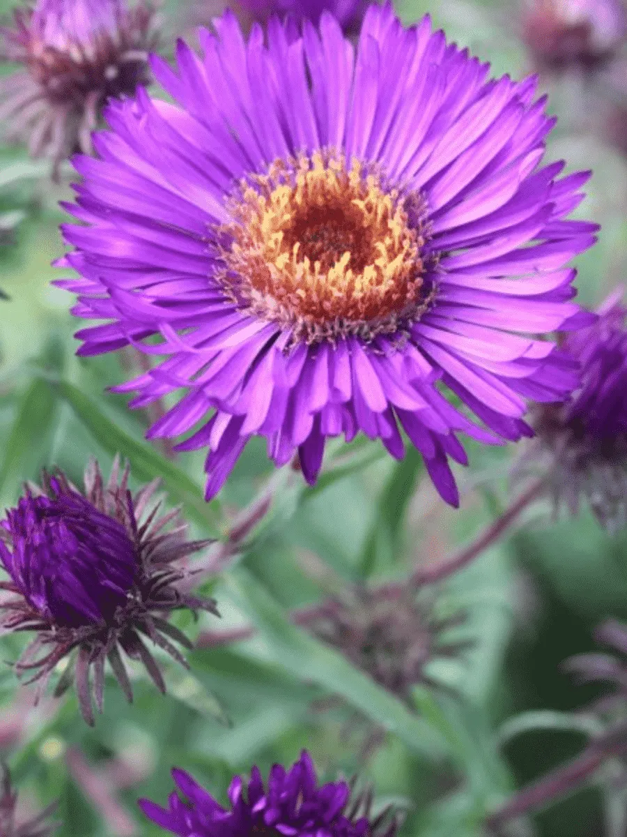 Астра новоанглийская Helen Picton